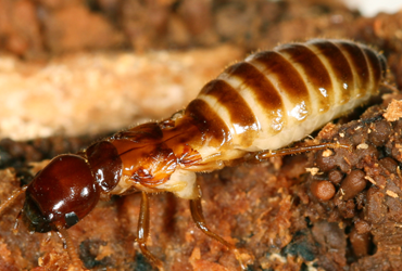 controllo termiti